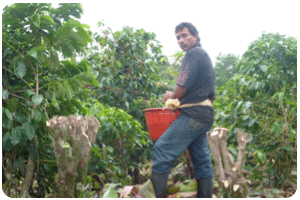 labour intensive coffee harvest